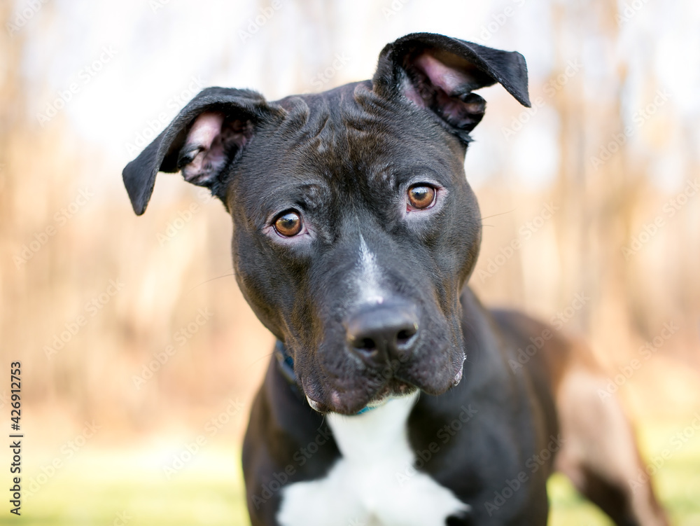 A black and white Pit Bull Terrier mixed breed dog with large floppy ears and looking at the camera with a head tilt