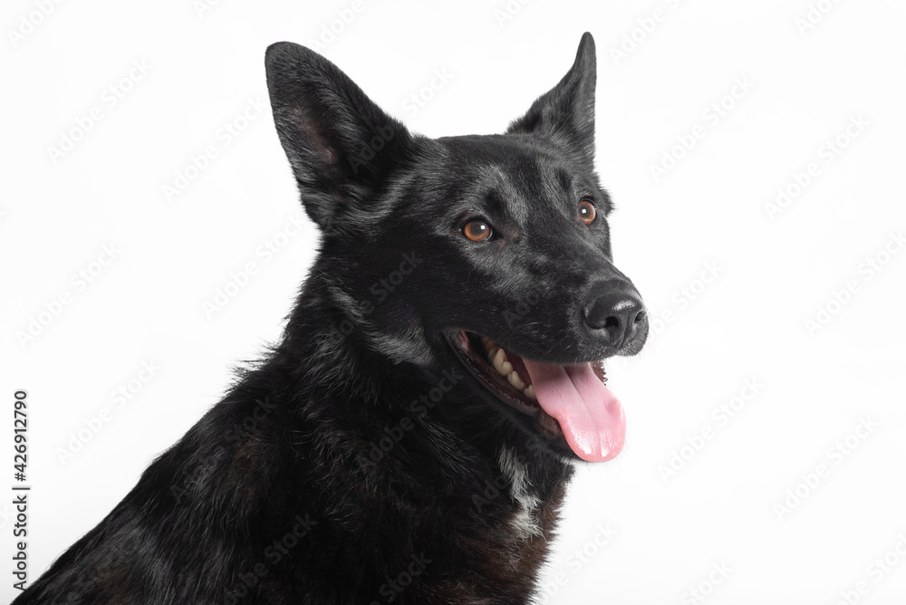 Happy black mongrel dog with kind eyes and open mouth on white background