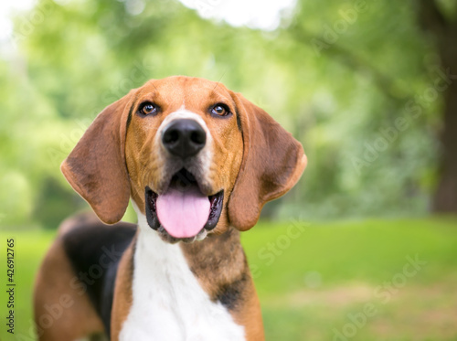 An American Foxhound dog with large floppy ears and a happy expression