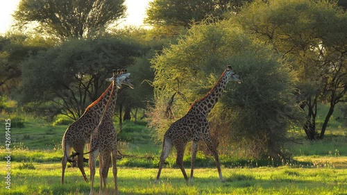 Herd of giraffes moving towards woods in african park. Scientific expedition meeting pack of mammal animals and filming in 6k. Natural scene of giraffe during day on safari. Concept of travel
