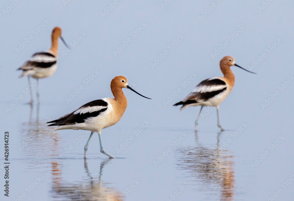 American avocets (Recurvirostra americana) feeding in tidal marsh, Galveston, Texas, USA