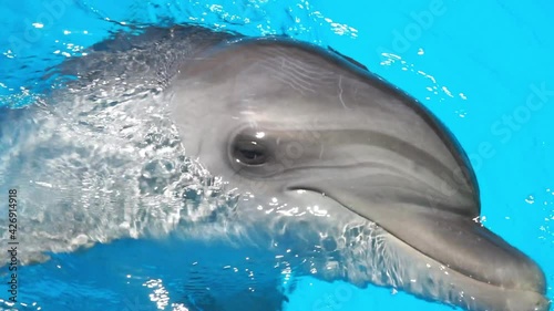 Two playful dolphins, a bottlenose dolphin and a white whale train in the dolphinarium's large swimming pool. Sea and Ocean life