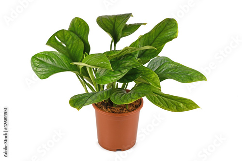 Exotic 'Monstera Pinnatipartita' houseplant with young leaves without fenestration isolated on white background