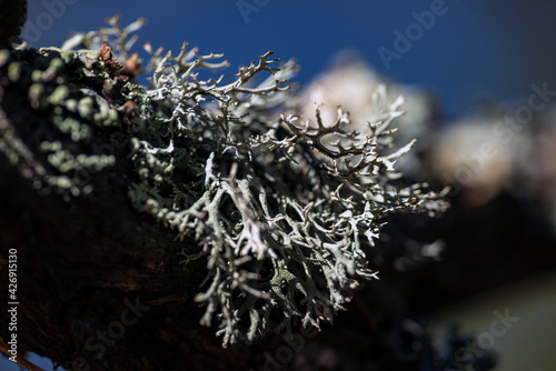 Photography moss  on a branch, nacka, sweden, sverige, stockholm