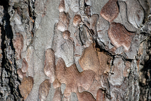 Photography bark of a tree, nacka, sweden, sverige, stockholm