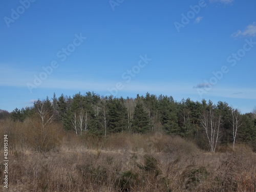 Landscape with mixed forest in springtime, Gdansk, Poland