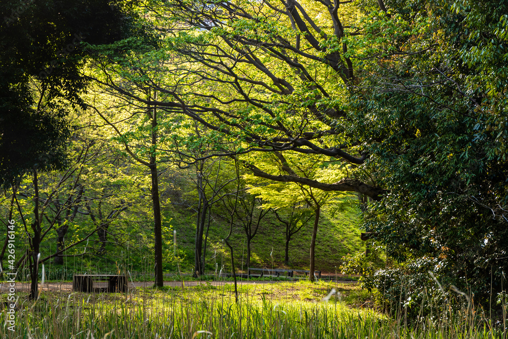春の陽の光が差し込む森の公園のベンチ