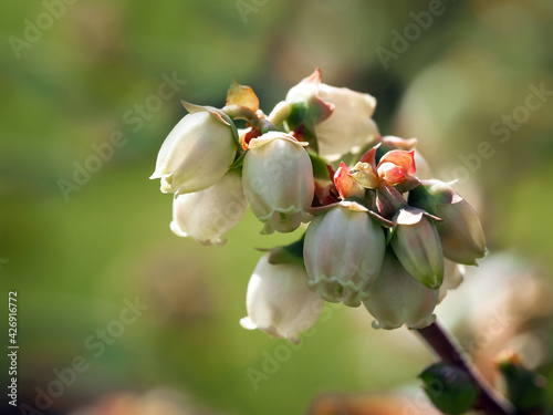 Closeup of white flowers on a blueberry bush