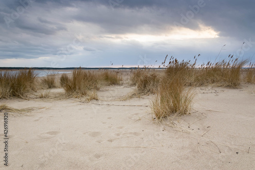 Plaża i trawy na Wyspie Sobieszewskiej