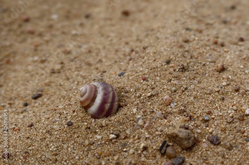 Single seashell on the sand. Shell on a ocean beach sand closeup. Summer holiday, vacation concept, natural environment. 