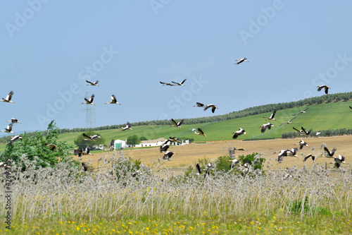 Flock of storks in the field outdoors © Bela Art