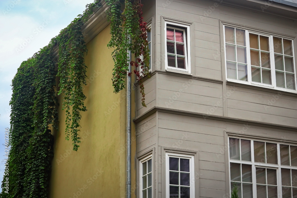 Building corner with windows and yellow wall with wild grapes