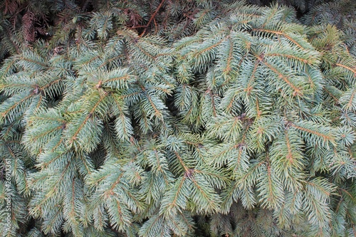 pine branches