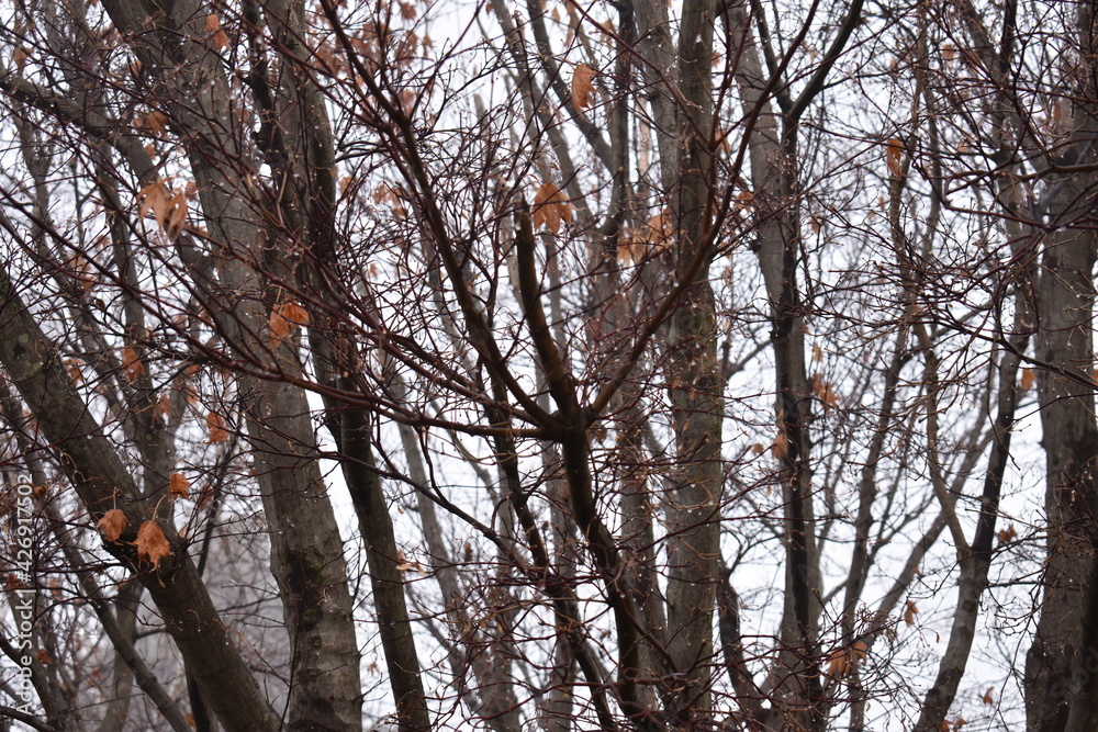 Obraz premium trees in winter