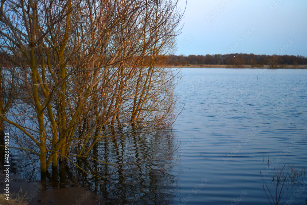 Spring. High water. Evening. The trees stand in the water, reflecting in it. Spring. High water. Evening. The trees stand in the water, reflecting in it.