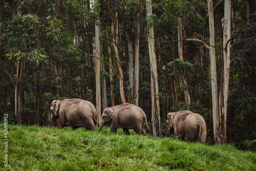 Elephant family in wild nature walking near the forest photo