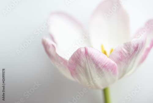 Tulpe rosa/weiß, Hintergrund weiß, close up © SONJA