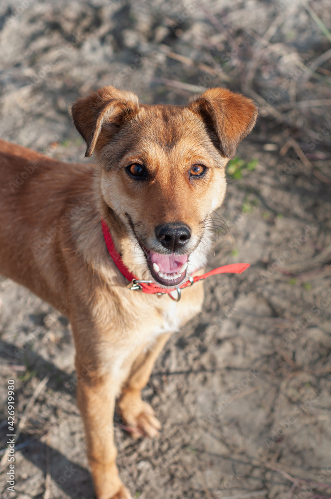 Happy smiling dog. Portrait of a cute puppy close-up. Cute mixed breed brown dog smiling outdoors in the sun with his tongue out, friendly happy dog. Happy smiling dog. Portrait of a cute puppy close-up. Cute mixed breed brown dog smiling outdoors in the sun with his tongue out, friendly happy dog.