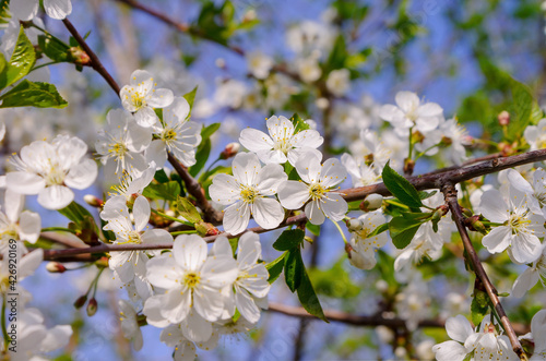 Blooming branches of the wild apple tree