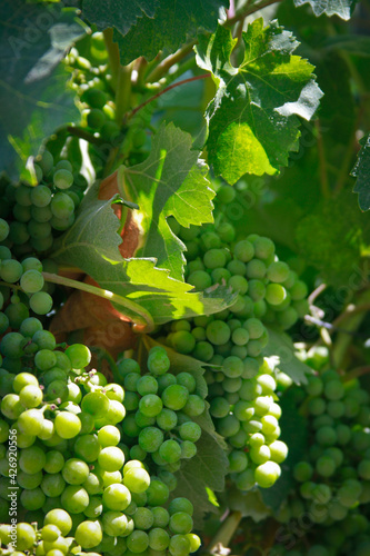 grapes in the vineyard