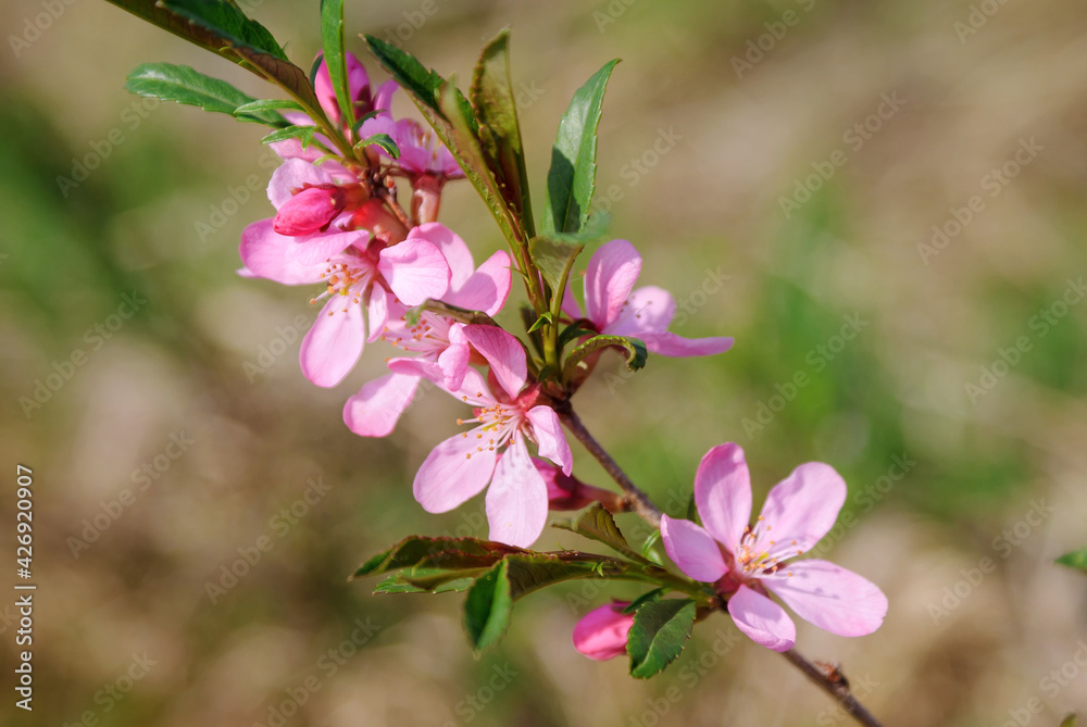 A branch of wild flowering almond A branch of wild flowering almond