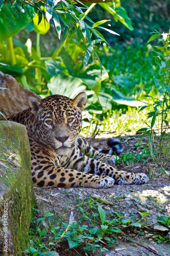 leopard in the zoo © Gisele Faria