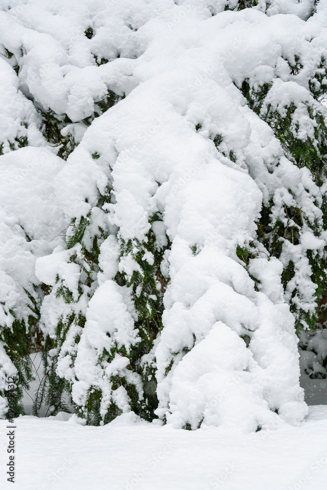 Heavy wet snowfall bending down the branches of an evergreen tree, winter snowstorm
Heavy wet snowfall bending down the branches of an evergreen tree, winter snowstorm