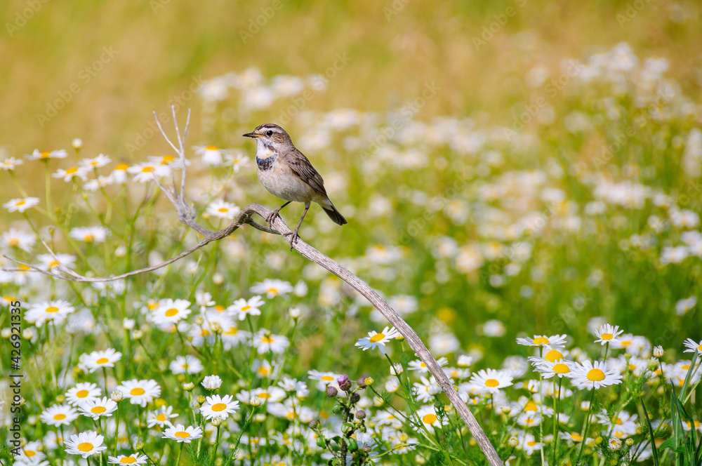 Bluethroat (female), chamomile field, summer day Bluethroat (female), chamomile field, summer day