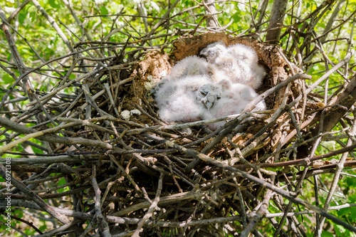 Long eared Owl Little chicks in the nest