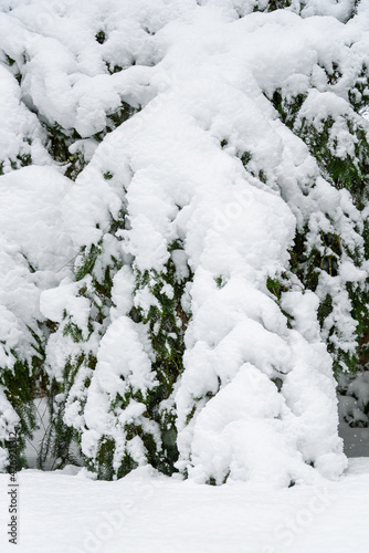 Heavy wet snowfall bending down the branches of an evergreen tree, winter snowstorm 