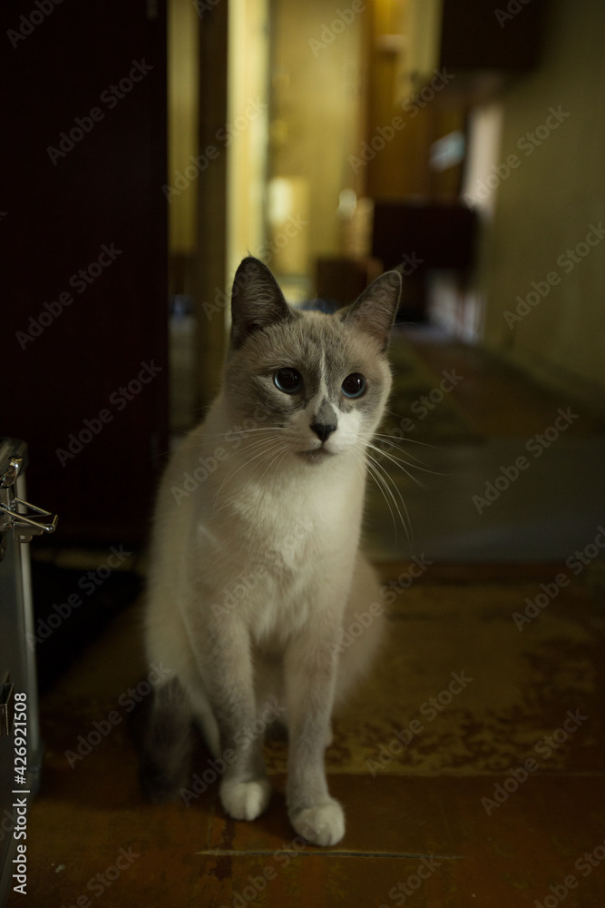beautiful domestic cat. the cat is sitting in the hallway