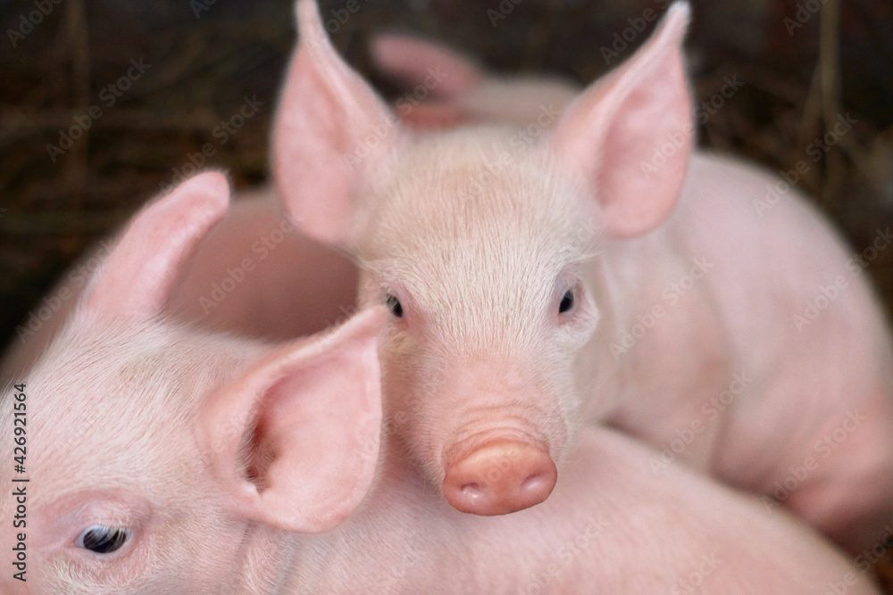 Little pink piglets lie on the hay