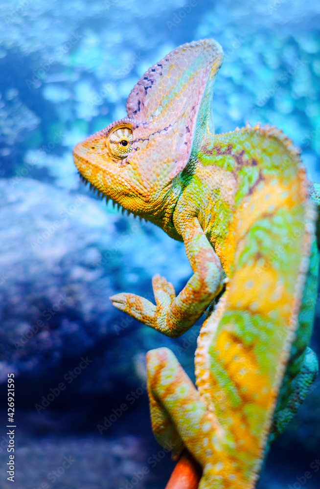 Obraz premium Green chameleon on blue background