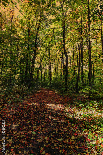 Thick Fall foliage covers not just the floor, but the entire canopy, ON, Canada © Ravi