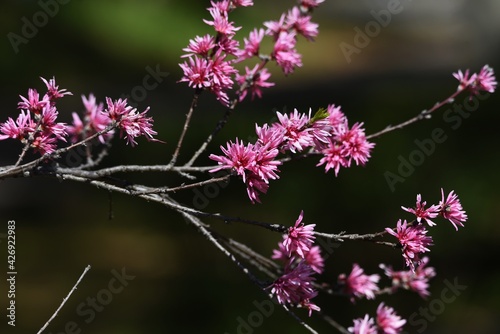 Amygdalus persica cv. Stellata blossoms. Rosaceae deciduous srub. photo