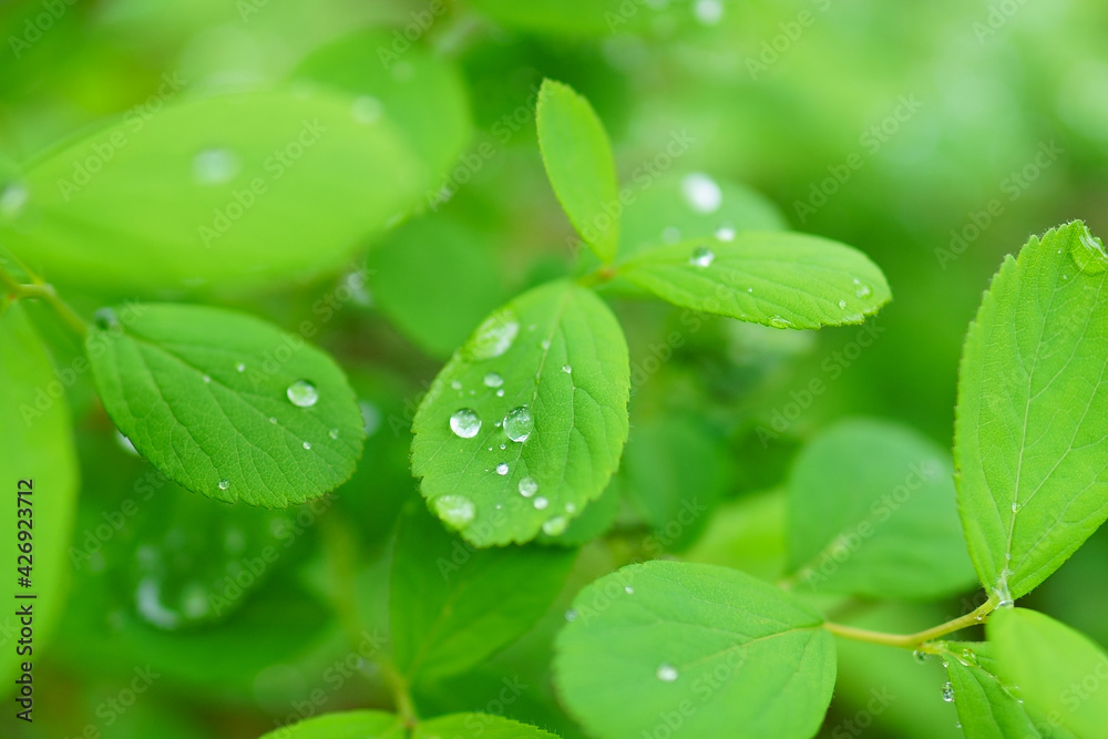 葉の上の雫 葉の上の雫