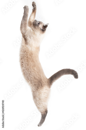 The cat jumps up and stretches out to the full height.