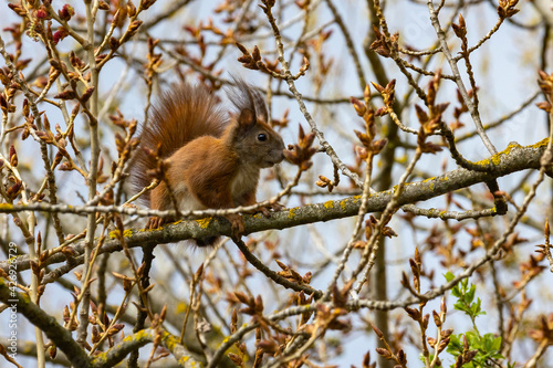 Squirrel is sitting on a branch in the forest and is looking for food. it is very curious and has a bushy tail 