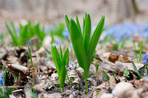 First spring flowers make their way through the soil