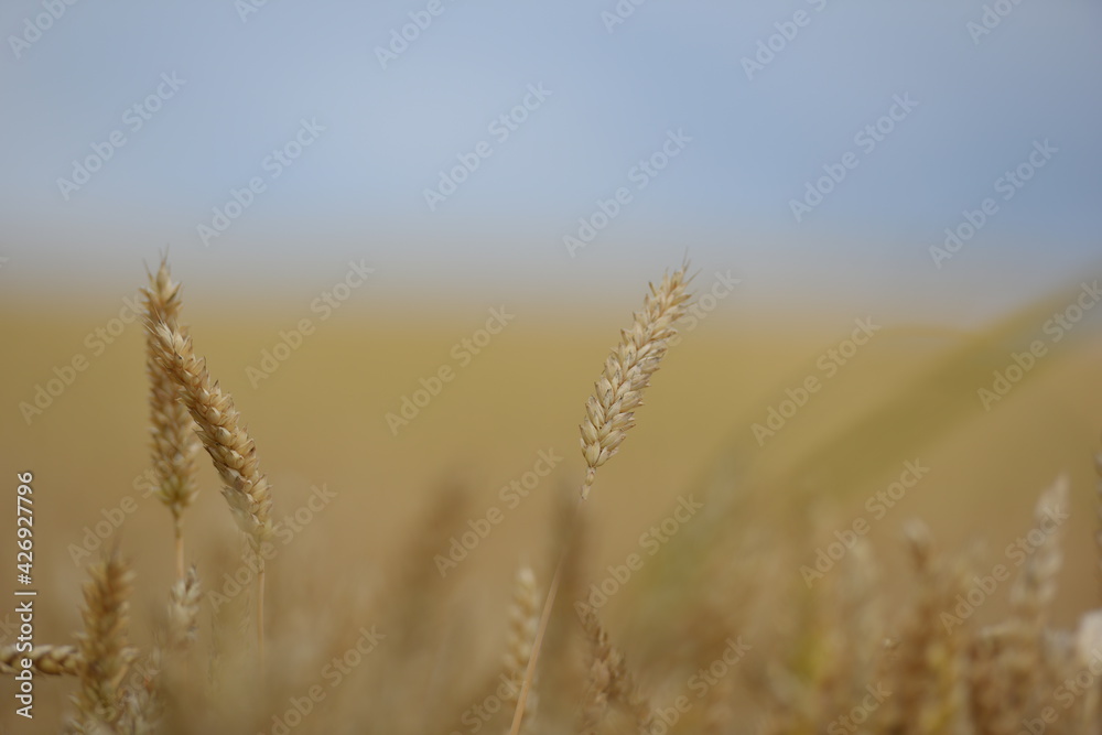 Fototapeta premium Weizen