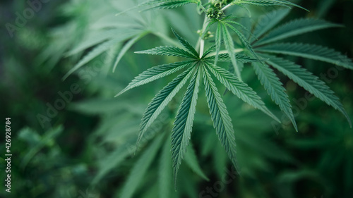 Closeup Image Of Marijuana Plant. Cannabis green Leaf for medicine