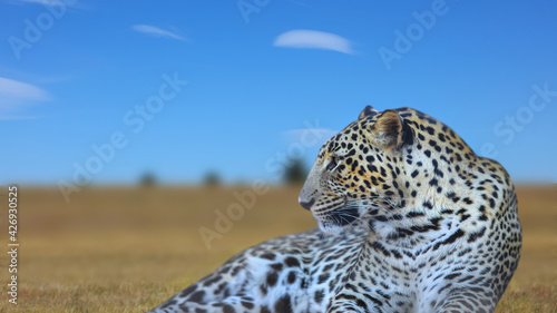 Photography Close up shot of wild leopard in safari