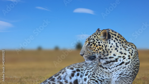Close up shot of wild leopard in safari photo