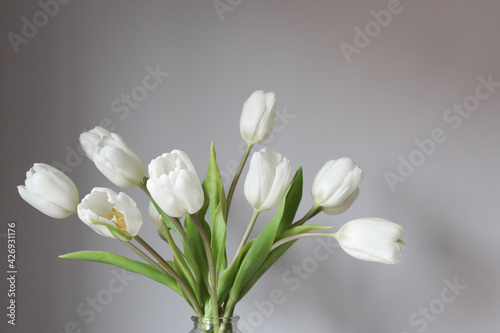 white spring tulips
