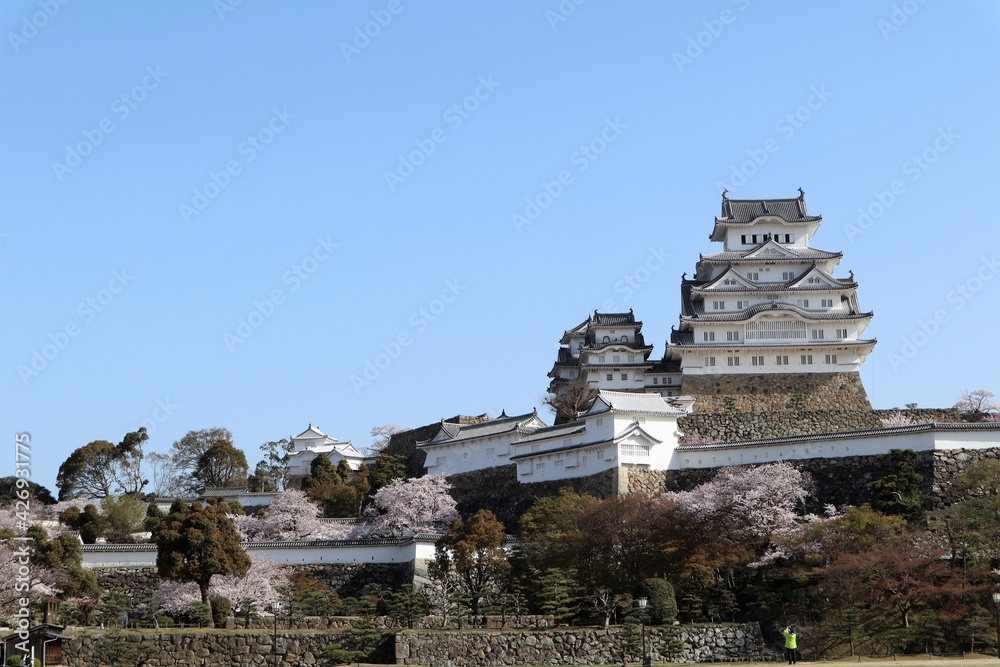 姫路城　満開の桜