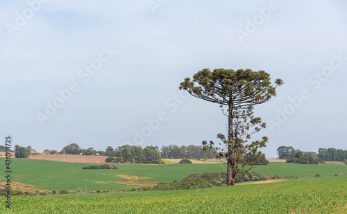 Araucaria angustifolia tree isolated on pasture field photo