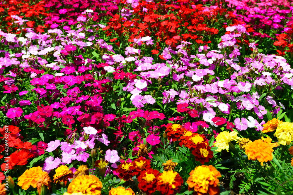 色鮮やかな春の花