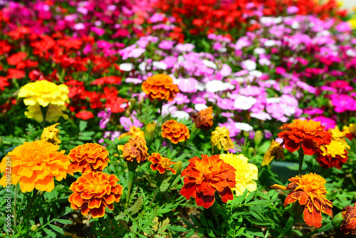 色鮮やかな春の花 © Liza5450