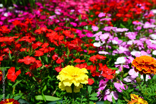Fototapeta Naklejka Na Ścianę i Meble -  色鮮やかな春の花