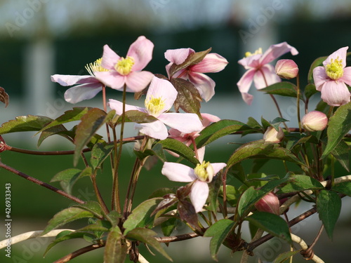 Clematite Clematis